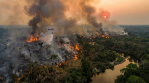 Queimadas na vegetação da floresta